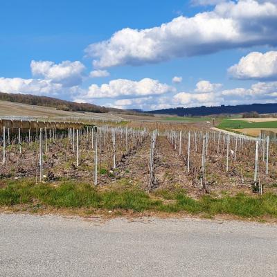 La Loge des vignes : écorces étalées en 2019